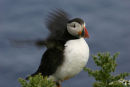 Puffin flapping wings